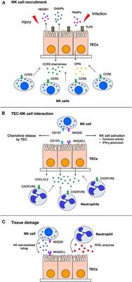 Frontiers | Recent Advances in the Role of Natural Killer Cells in 